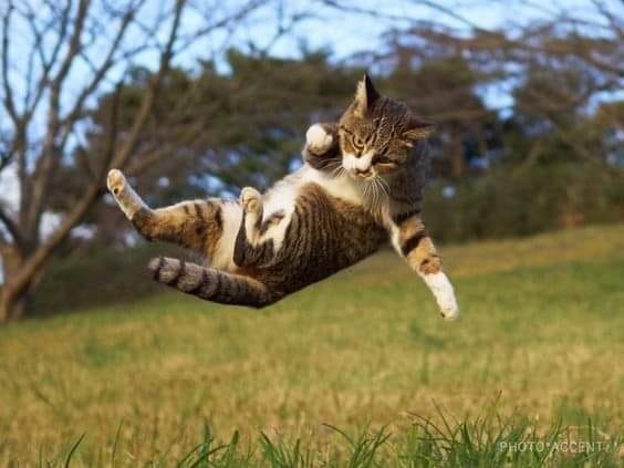 Zašto se za mace kaže da imaju 9 života?