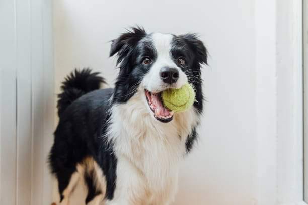 Sretan međunarodni dan Border Colliea!