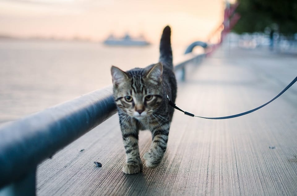 Šetanje Vaše mačke