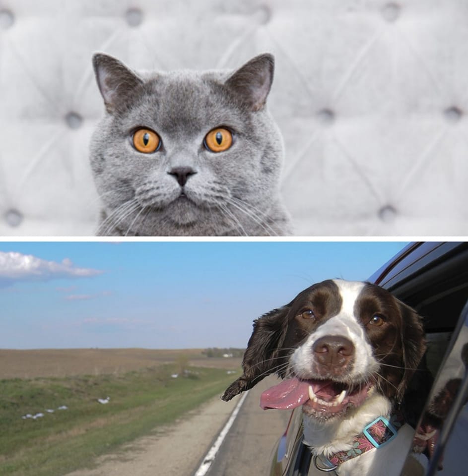 Zašto moj ljubimac radi to što radi?