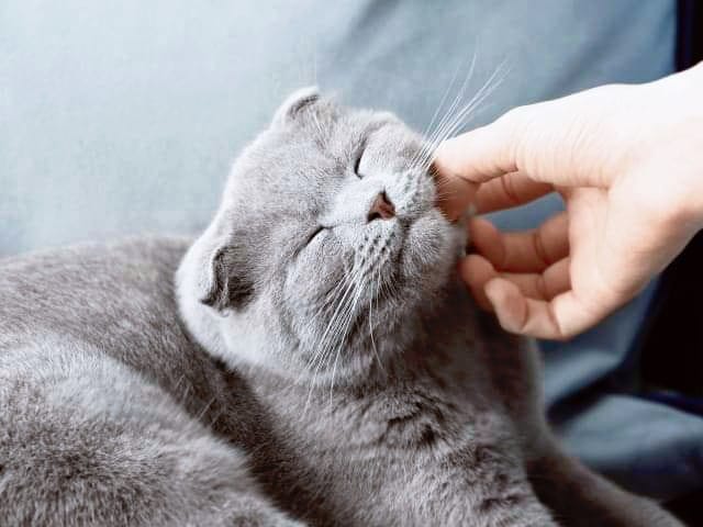 Prosinac – mjesec mačkoljubaca!