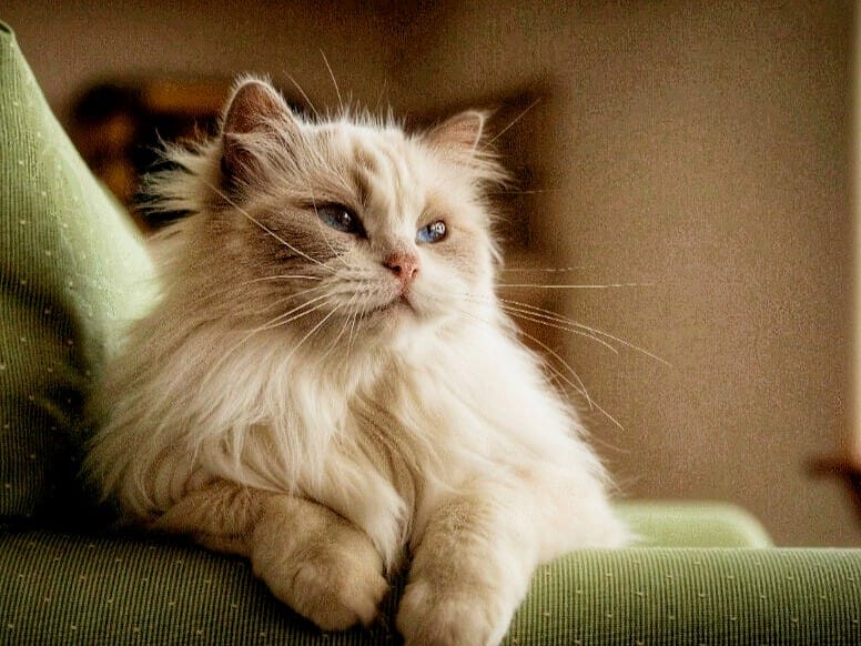 Sjajno krzno Vaše mačke