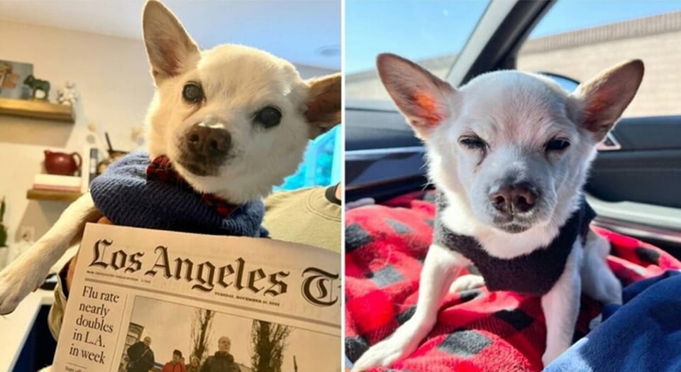 Najstariji psić na svijetu – chihuahua