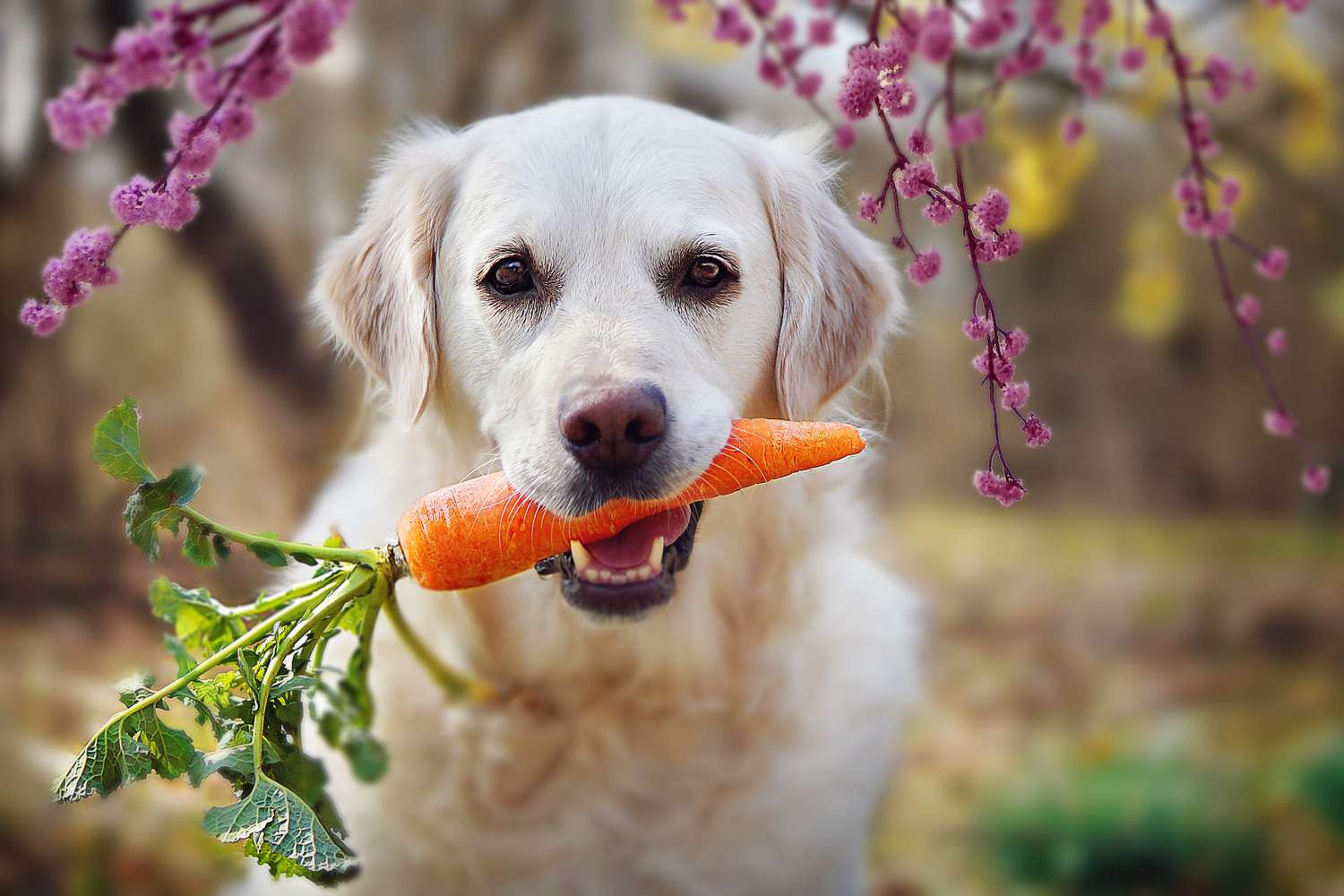 Kućni ljubimci kao vegetarijanci