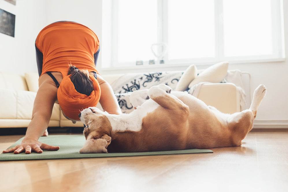 Pseći fitness u travnju