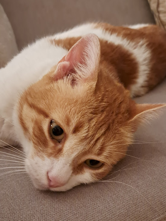 Slatki paradoks mačaka